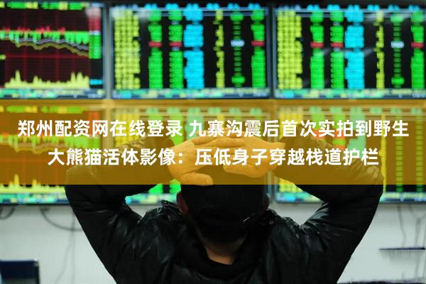 郑州配资网在线登录 九寨沟震后首次实拍到野生大熊猫活体影像：压低身子穿越栈道护栏